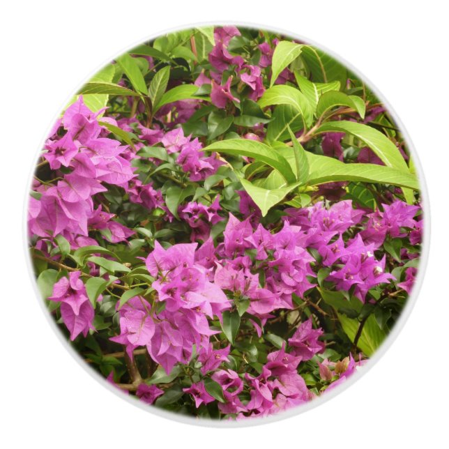 Tropisk Lila Bougainvillea Blommigt Knopp (Framsidan)