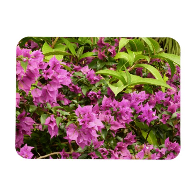 Tropisk Lila Bougainvillea Blommigt Magnet (Horisontell)