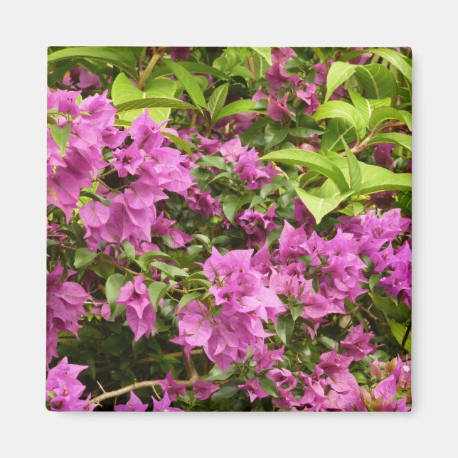 Tropisk Lila Bougainvillea Blommigt Magnet (Framsidan)