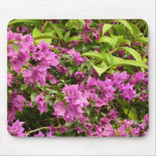 Tropisk Lila Bougainvillea Blommigt Musmatta