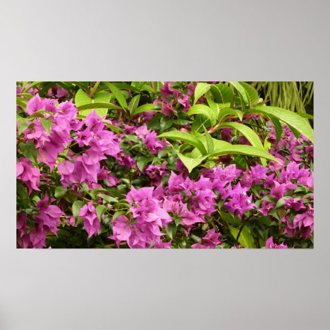 Tropisk Lila Bougainvillea Blommigt Poster (Framsidan)