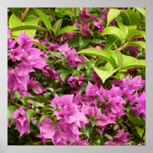Tropisk Lila Bougainvillea Blommigt Poster