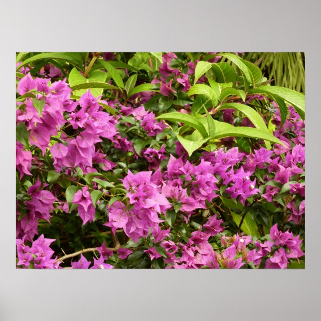 Tropisk Lila Bougainvillea Blommigt Poster (Framsidan)