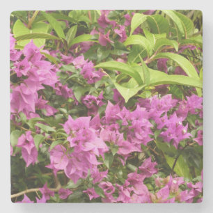 Tropisk Lila Bougainvillea Blommigt Underlägg Sten