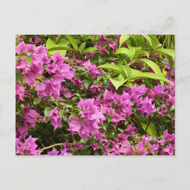 Tropisk Lila Bougainvillea Blommigt Vykort (Framsida)