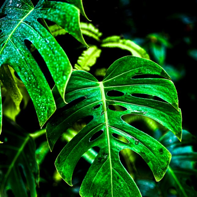 Tropisk Monstera Glow – Djungelblad Fotografi Kökshandduk (Skapare uppladdad)