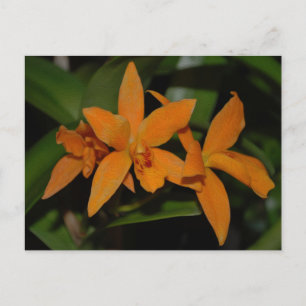 Tropisk orange cattleya orchid-blomma vykort