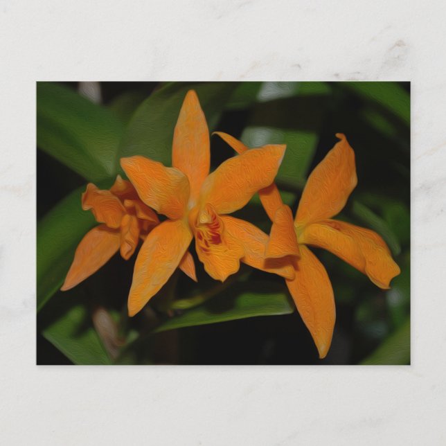 Tropisk orange cattleya orchid-blomma vykort (Framsida)