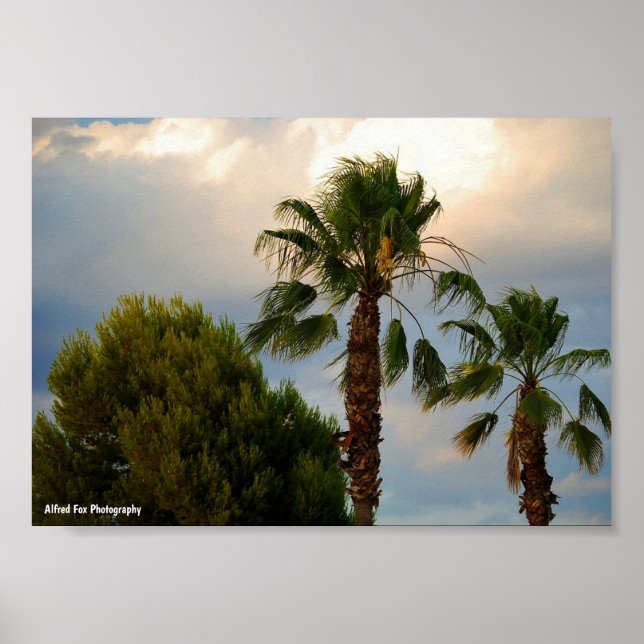 Tropisk Palm Trädiskt Skymning Poster (Framsidan)