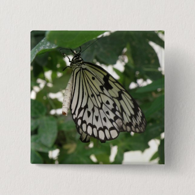 Tropisk Papper Kite Butterfly Button Knapp (Framsida)