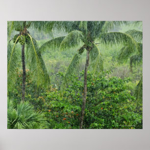 Tropisk rainforest 2 poster