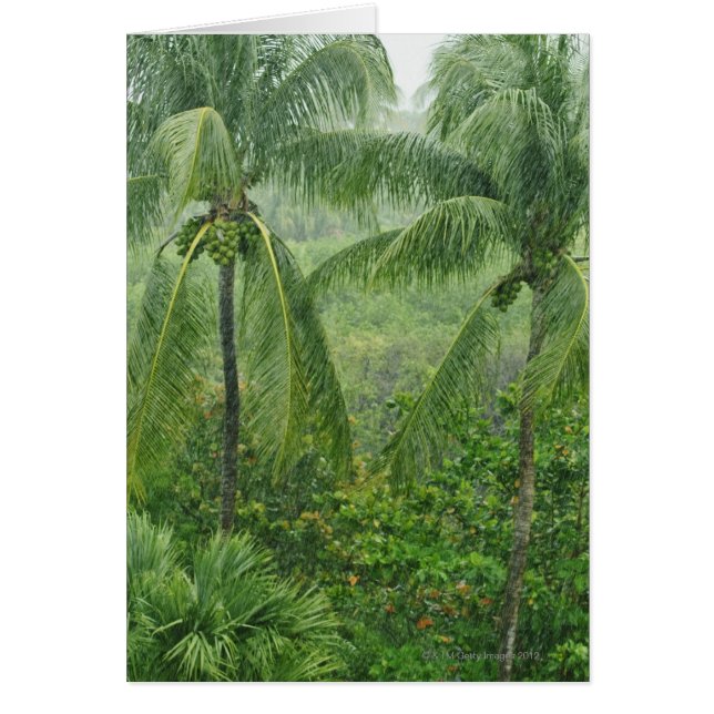 Tropisk rainforest hälsningskort (Framsidan)