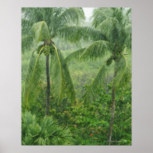 Tropisk rainforest poster