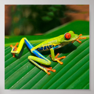 Tropisk regnskog grönt rödögd träd Frog Poster