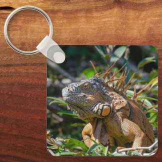 Tropisk reptil vilda djur, leguan nyckelring