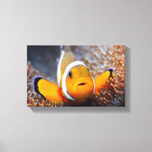 Tropisk revfisk - Clownfish Canvastryck