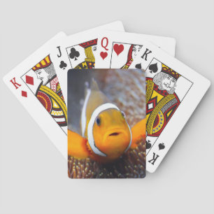 Tropisk revfisk - Clownfish Casinokort