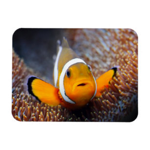 Tropisk revfisk - Clownfish Magnet