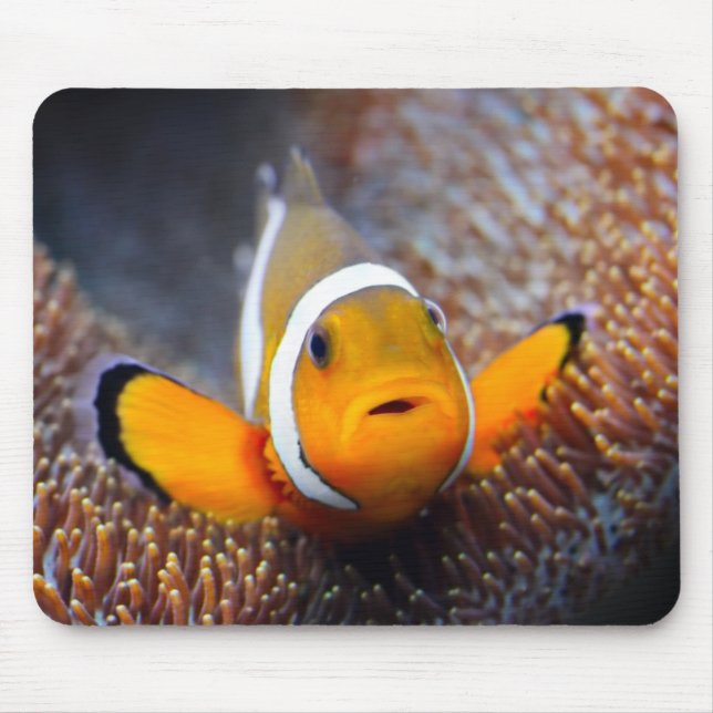 Tropisk revfisk - Clownfish Musmatta (Framsidan)