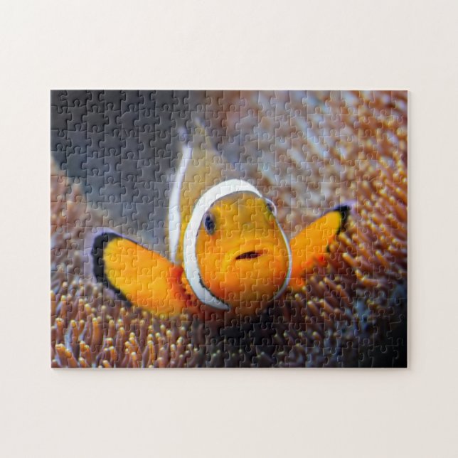 Tropisk revfisk - Clownfish Pussel (Horisontell)