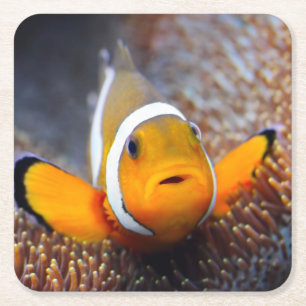 Tropisk revfisk - Clownfish Underlägg Papper Kvadrat