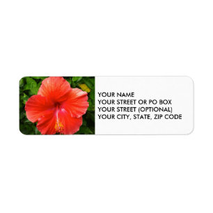 Tropisk röd hibiskus Bonita Springs Florida Returadress Etikett