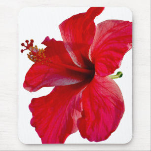 Tropisk röd hibiskusblomma musmatta