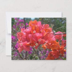 Tropisk Rosa Blommigten Bougainvillea Island