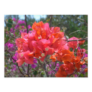 Tropisk Rosa Blommigten Bougainvillea Island Fototryck