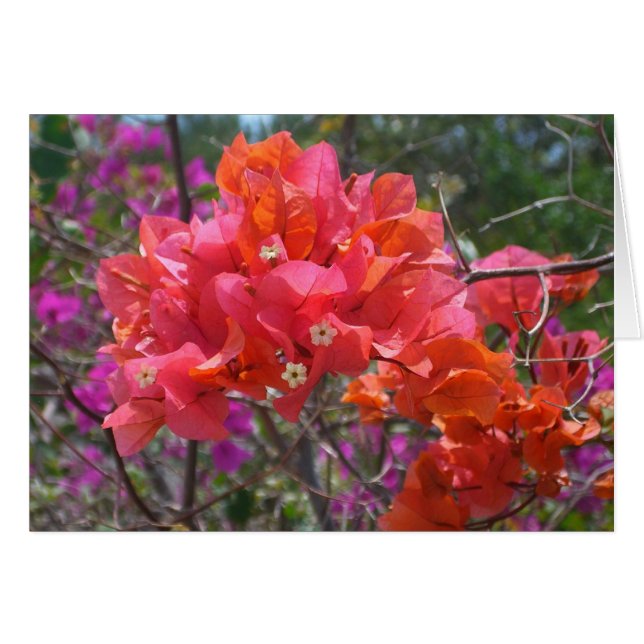 Tropisk Rosa Blommigten Bougainvillea Island Hälsningskort (Framsidan Horizontal)