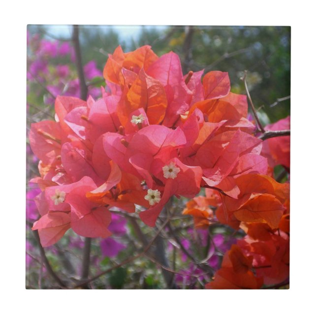 Tropisk Rosa Blommigten Bougainvillea Island Kakelplatta (Framsidan)