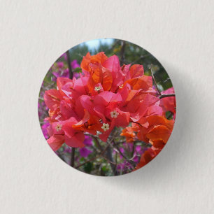 Tropisk Rosa Blommigten Bougainvillea Island Knapp