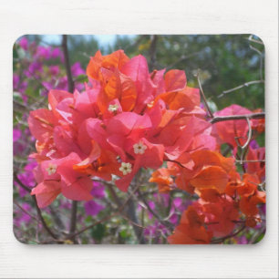 Tropisk Rosa Blommigten Bougainvillea Island Musmatta