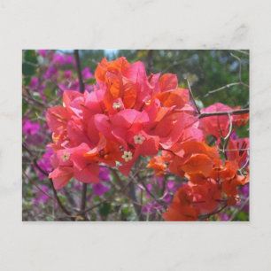 Tropisk Rosa Blommigten Bougainvillea Island Vykort