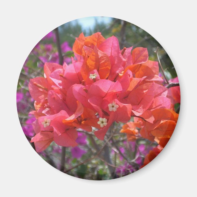 Tropisk Rosa Bougainvillea Magnet (Framsidan)