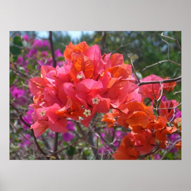 Tropisk Rosa Bougainvillea Poster (Framsidan)