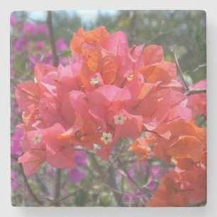 Tropisk Rosa Bougainvillea Stenunderlägg