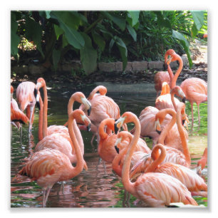 Tropisk rosa Flamingo-fåglar Fototryck