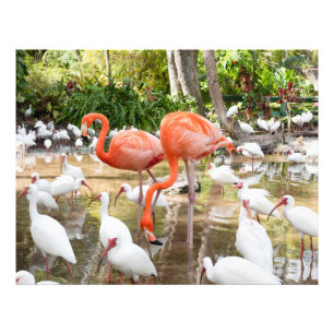 Tropisk Rosa Flamingo Nature Bilder Fototryck