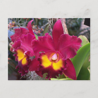 Tropisk rosa fuschia cattleya orchid-blomma vykort