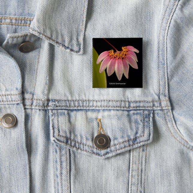 Tropisk rosa Orchid Knapp (In Situ)