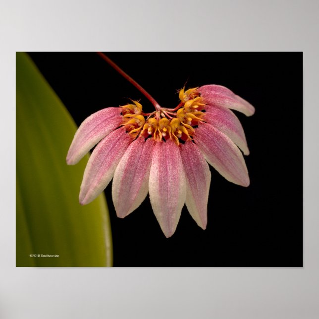 Tropisk Rosa Orchid Poster (Framsidan)