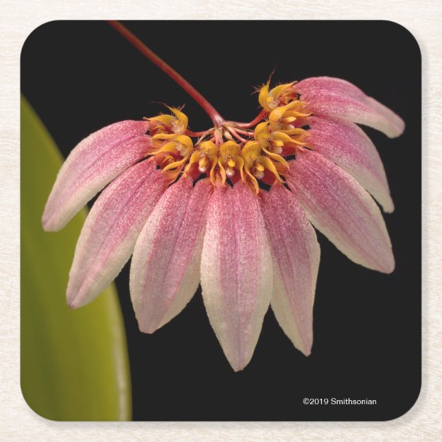 Tropisk rosa Orchid Underlägg Papper Kvadrat (Framsidan)