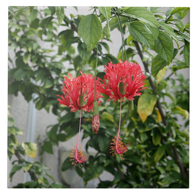 Tropisk satt fransar på korallhibiskusblomma kakelplatta (Framsidan)