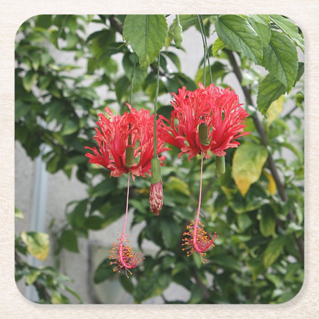 Tropisk satt fransar på korallhibiskusblomma underlägg papper kvadrat (Framsidan)