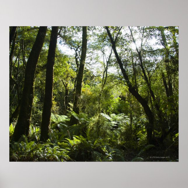 Tropisk skog med träd och träd som täcks mest poster (Framsidan)