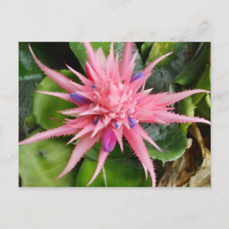 Tropisk skönhetvykort vykort