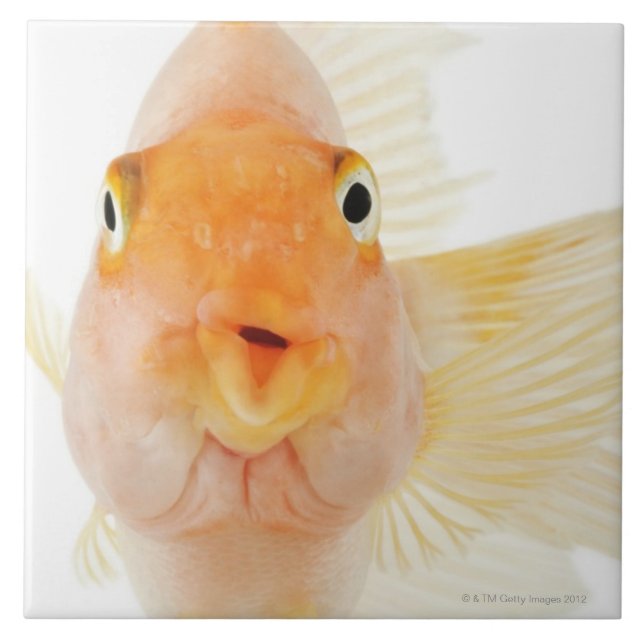 Tropisk sötvattensfisk kakelplatta (Framsidan)