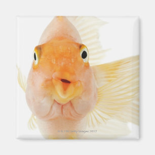 Tropisk sötvattensfisk magnet