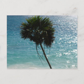 Tropisk strandpalmträdvykort vykort